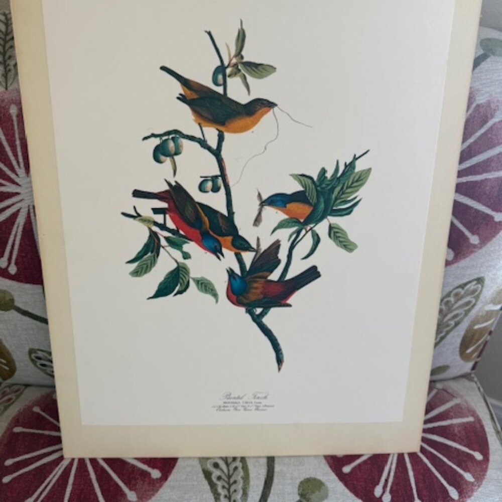 AUDUBON, John James (1785-1851) Painted Finch. From "The Birds of America" print
